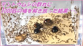 蟻戦争Ⅲ＃137 テントウムシの群れにアリを解き放ったら凄まじい戦いになった。編～Ants vs Ladybugs ～