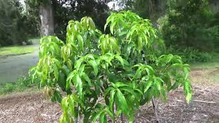 June 2018 update Lakeland FL Fruit tree and garden project