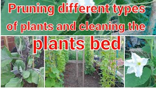 Pruning different types of plants and cleaning the plants bed.