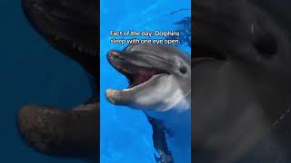 Fact of the day: Dolphins