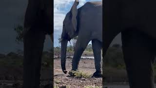 Watching Elephants from the Porini Rhino Camp Wildlife Hide in Ol Pejeta Conservancy