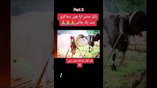 Bakra Eid 2021,Qurbani Ka Janwar,Eid Ul Adha 2021,Biggest Bull In Pakistan 2021,#Shorts