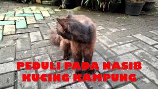 PEDULI PADA NASIB KUCING KAMPUNG