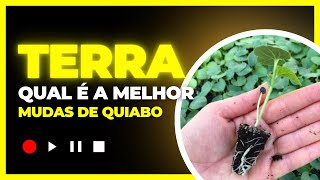 QUAL É A MELHOR TERRA PARA SE FAZER MUDAS