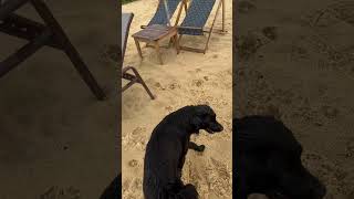 Brazilian beach dogs with crab 🦀 dynamics. Dog entertainment in Bahia