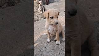 chikenbing # puppy # animalslover #dog lover#shortvideos #youtubevideo #