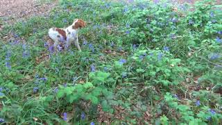 la chienne s'est mise au centre du cône d'émanation