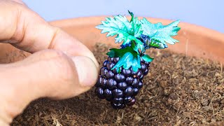 Blackberry Plant Growing From Seed (124 Days Time Lapse)