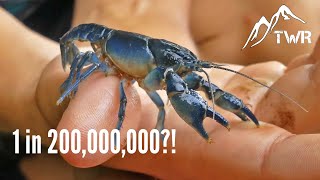 Finding An Ultra Rare BLUE Crayfish In The Wild!