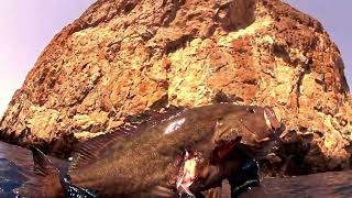 SPEARFISHING -  DEATH TRAP - HUGE Mottled Grouper/5kg Dusky Grouper