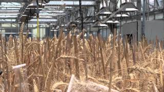 Wheat gene discovery at the John Innes Centre