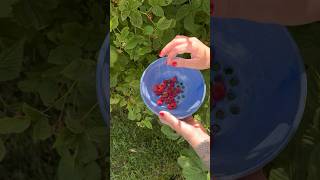 Using my berry bowl this raspberry season #pottery #berrybowl  #handmade #slowliving #raspberries