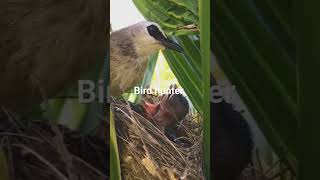 02Hunting Bird's | Amazing nature video | excellent hunter | Hunter of Birds | #viral #short