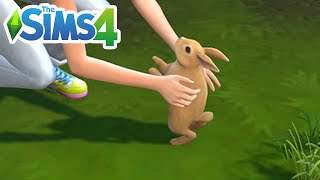 How To Find Rabbits (Location) - The Sims 4