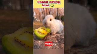 rabbit eating kiwi 🥝 😋#shorts #ytshorts #youtubeshorts #viral