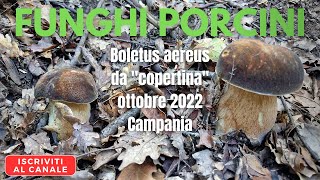 Boletus aereus di lecceta da "copertina" - Funghi porcini ottobre 2022