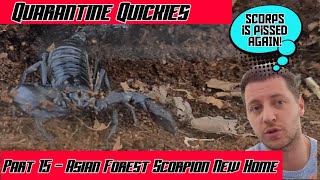 QUARANTINE QUICKIES Part 15 - Angry Scorpion Rehouse