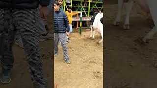 #breeding #cow #animals #trending #viral #shorts #ytshorts