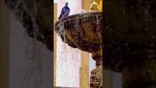 THIS BIRD LOVE WATER | BATHING | #birdlover #youtubeshorts #trending  #shorts #asmr