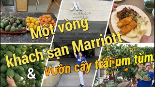 Tham quan khách sạn Marriott và vườn cây trái xum xê ở California | Dung Võ Vàm Cỏ.