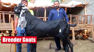 Best Breeder Goats Of Ustad Amir Dogar Lahore 2024 | Bakra Mandi