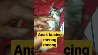 anak kucing