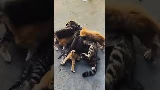 Cat moms Vid 7 #funnypets #pets #cats  #funnyanimals #kitten cute cats 2024 funny cats 2024