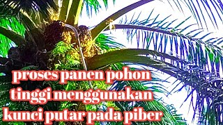 begini cara pemanen sawit pohon tinggi kelihatan sekilnya