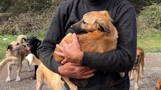 Щенок, брошенный в лесу, был очень напуган.