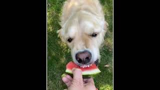 Dog eats watermalon