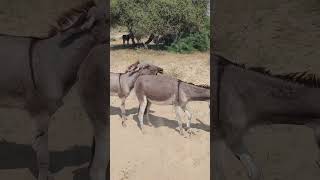 #donkey #animals #shortvideos #youtubeshorts #pets