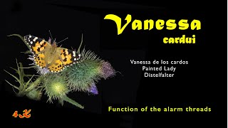 Vanessa cardui, Painted Lady, function of the house and its signal threads, 4K