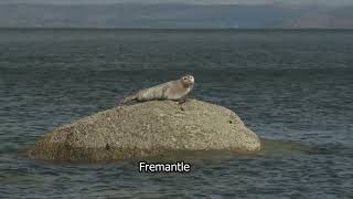 Lazy Seal | Seal | Isle of Arran | Corrie Scotland | Fremantle stock footage | E19R29 067