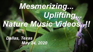 Relaxing Music Video Using The Canon EOS System (North Texas May 24 2020)