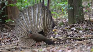 The Great Argus Pheasant observation at his mating place.  Part I