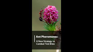 Ant Pheromones: A New Strategy to Combat Tick Bites