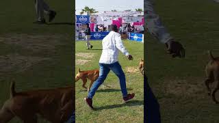 First Time Boxer Dog in power🤣🔥