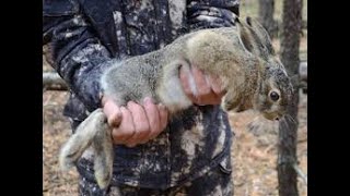 Поймал Зайца Руками|Охота На Зайца