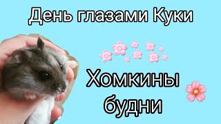 День глазами Куки🍀❤ Хомкины будни💞