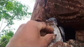 Gak biasanya burung ini bersarang di lobang pohon kering