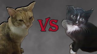 Mortal Cats Kombat