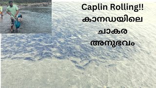 Caplin rolling time of the year‼️ചാകര experience in Canada⚠️ Unedited-unfiltered⚠️