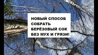 Как собирать березовый сок без насекомых и грязи? Новый способ! #дарыприроды