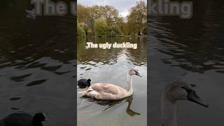 The ugly duckling | London | Maria’s ArtVentures | #shorts #travel #beautiful #beauty