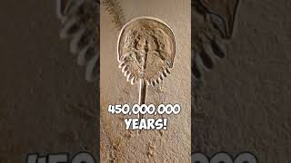 Oh, My God!!..450,000,000 year old Surviving Horseshoe Crab At Risk #shorts #tiktok #animal #crab