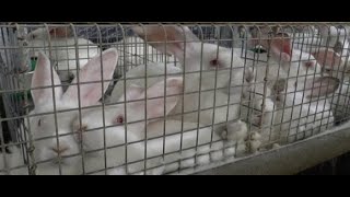 Best quality Rabbits in Hyderabad-Suraram-genuine price