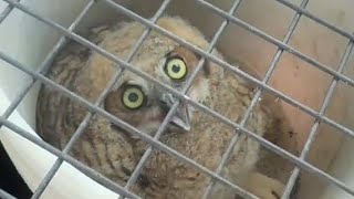 Baby Owl Rescued From a Construction Site