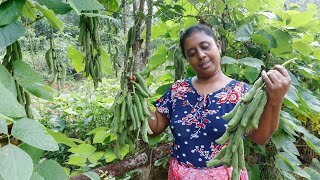 Here's how to properly make velvet beans,which many people are afraid to eat.village kitchen recipe