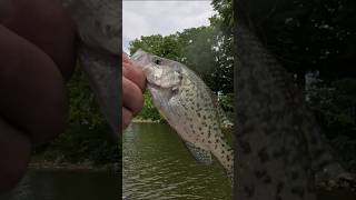 I Caught a Hawk Tuah Fish! #fishing #fish #viral #shorts #funny