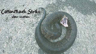 Snakebite in Slow Motion (cottonmouth)